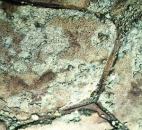 Owners might accept scaling in plain concrete but not for colored decorative concrete. This failure probably is due to low air entrainment.