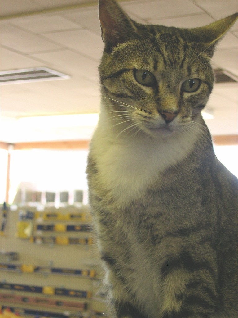 Butch the Cat