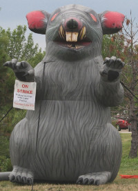 This giant rat was set up by a group of Teamsters striking a ProBuild facility in Yorkville, Ill.
