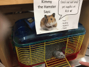 Kimmy the Hamster, a featured pet in residence at Pacific Building Center, Blaine, Wash.