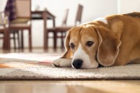 Architects, designers, builders, and remodelers are adding practical and luxurious dog-friendly options, spurred by pet-crazy millennials.